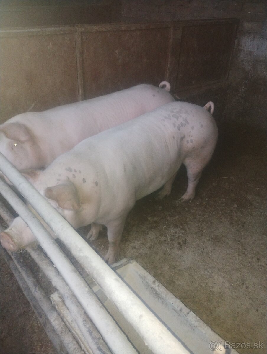 Domáce prasiatká - 5