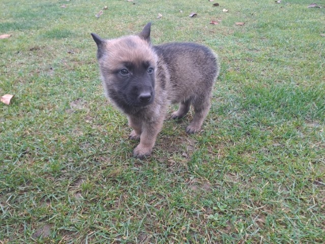 Predám holandského ovčiaka - 5