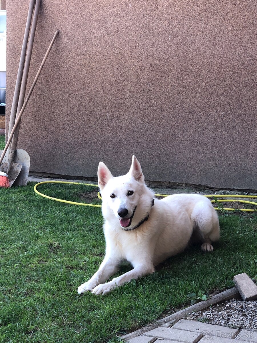 Biely švajčiarský ovčiak - 5