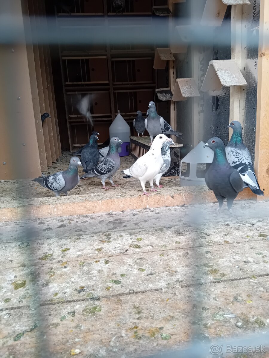 Poštové holuby - 5