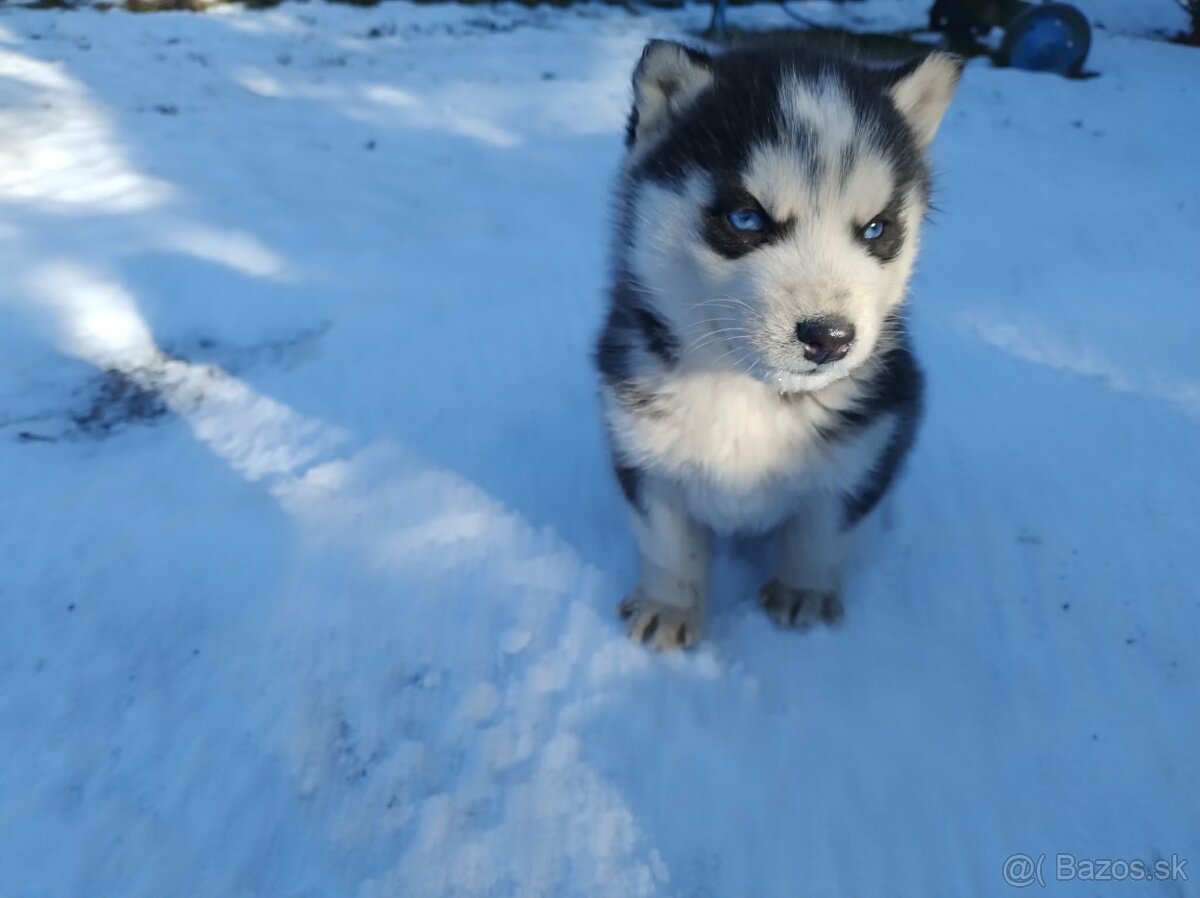Šteniatka sibírsky husky - 5