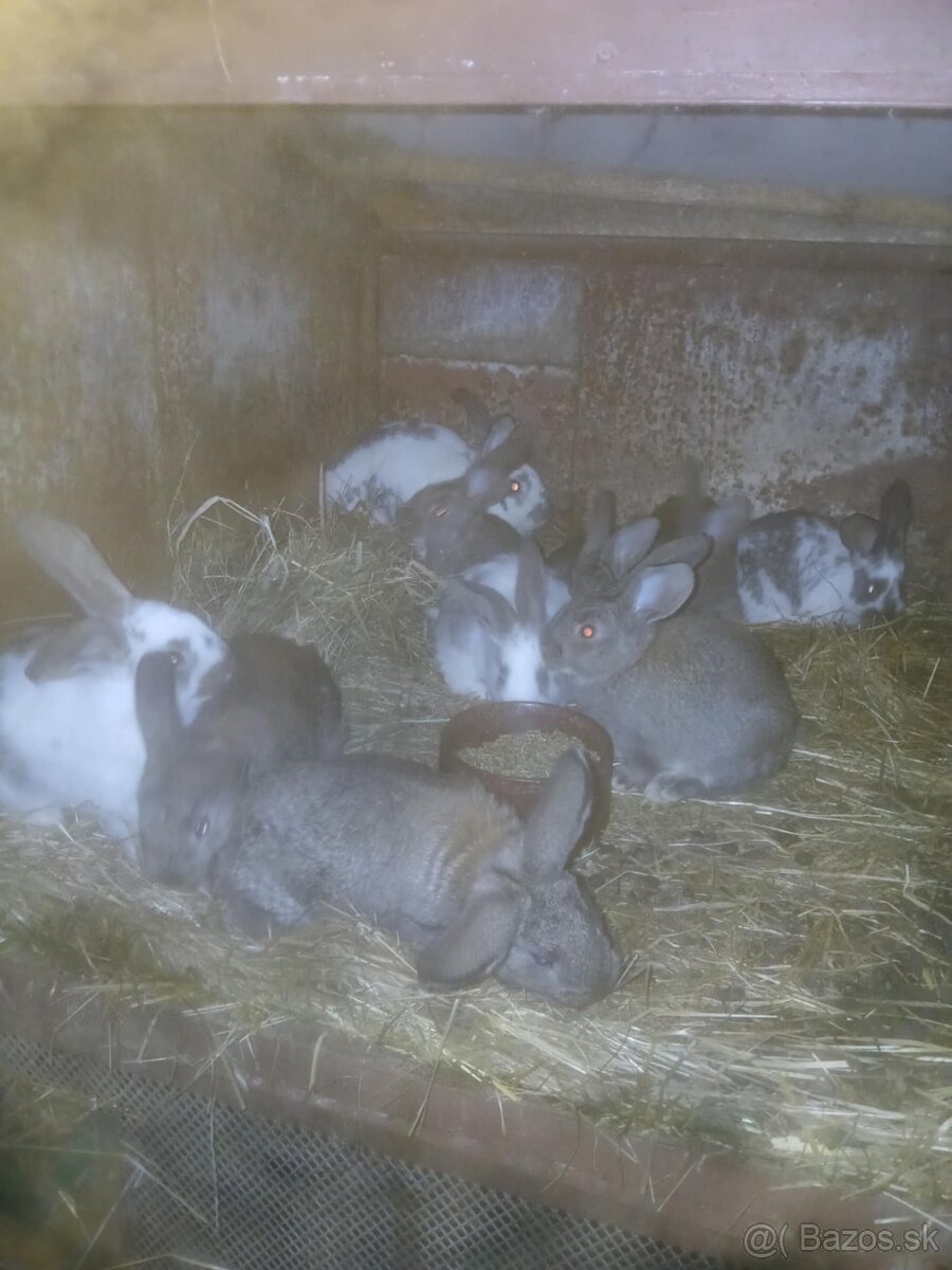 Králiky čistokrvné a krizence - 5