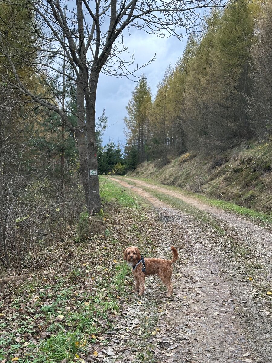 Cavapoo na krytie - 5