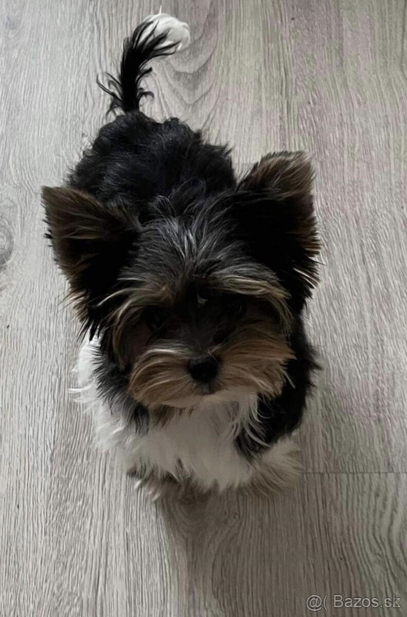 Biewer yorkshire terier - 5