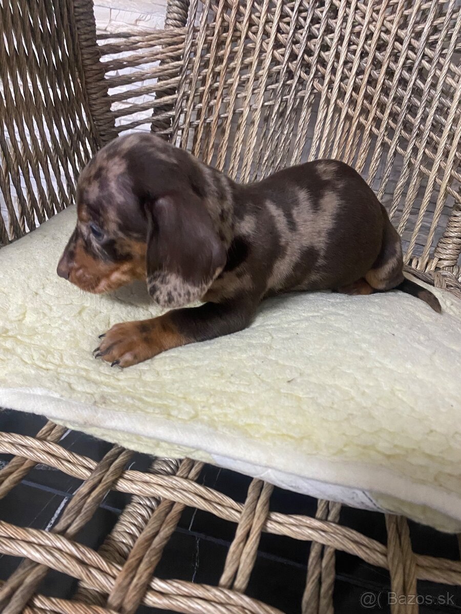 Krátkosrstý jazvecik - 5