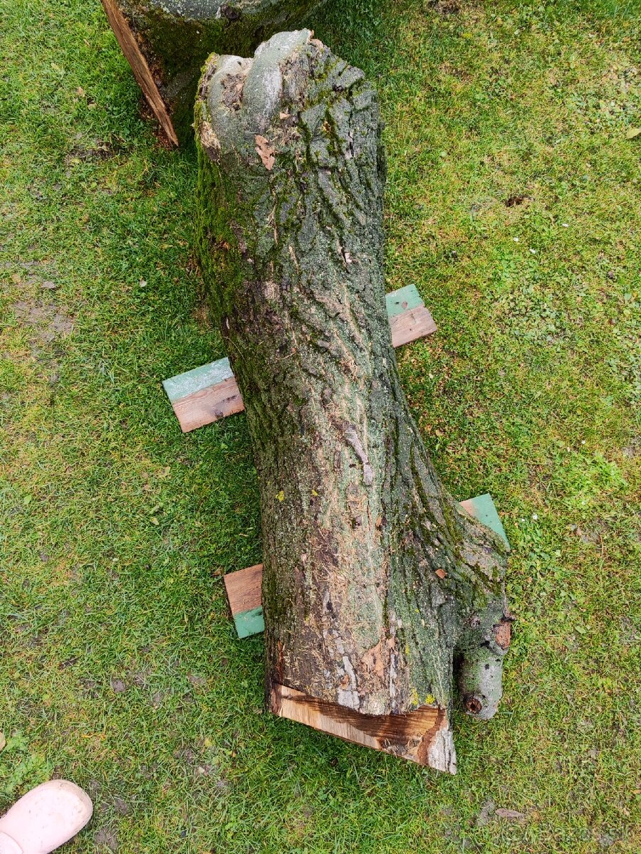 Predám kmene z čerstvo spíleneho stromu - 5