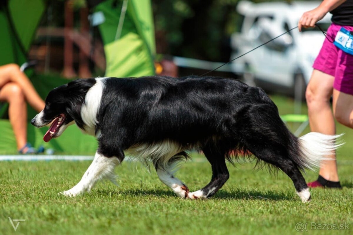 Šteňatá s PP - Border kólia / kolia - již k odběru - 5