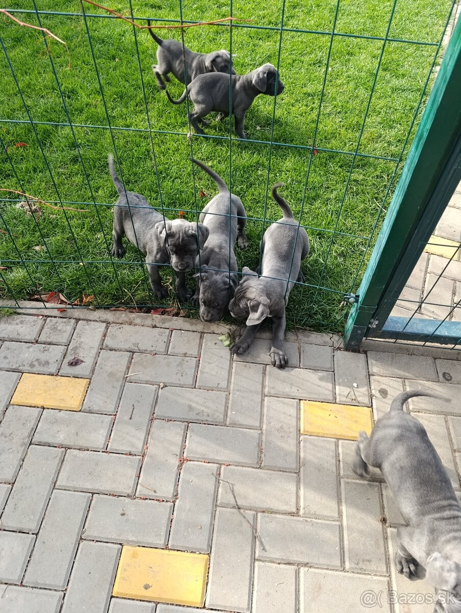 Cane corso modré šteniatka - 5
