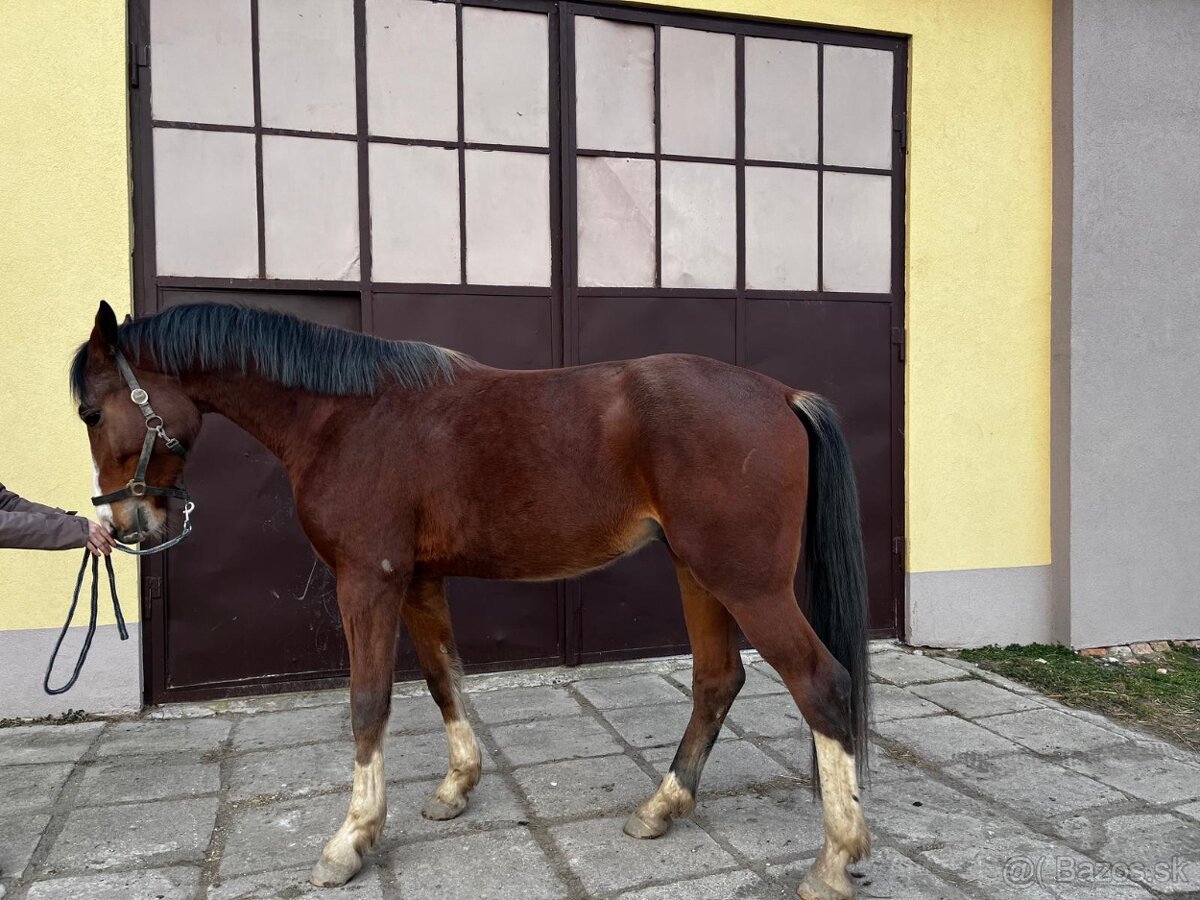 mladý valach po Chacoon Blue - 5