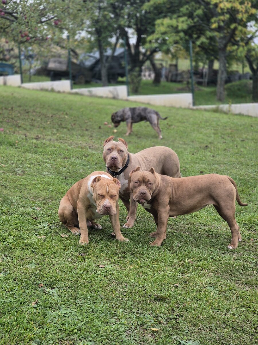 American bully XL - 5