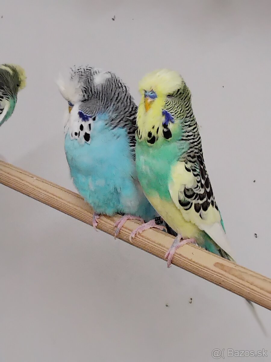 Výstavné andulky - 5