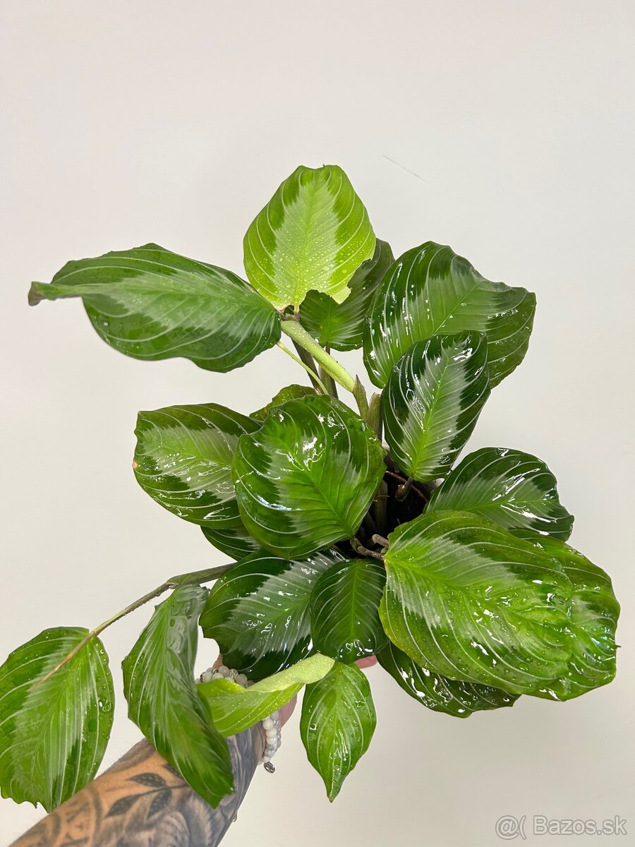 Maranta leuconeura ‘Silver Band’ - 5