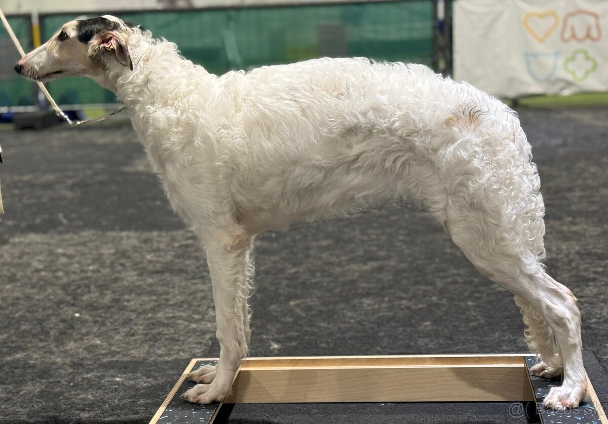 Ruský chrt Barzoj (borzoi) s PP - 5