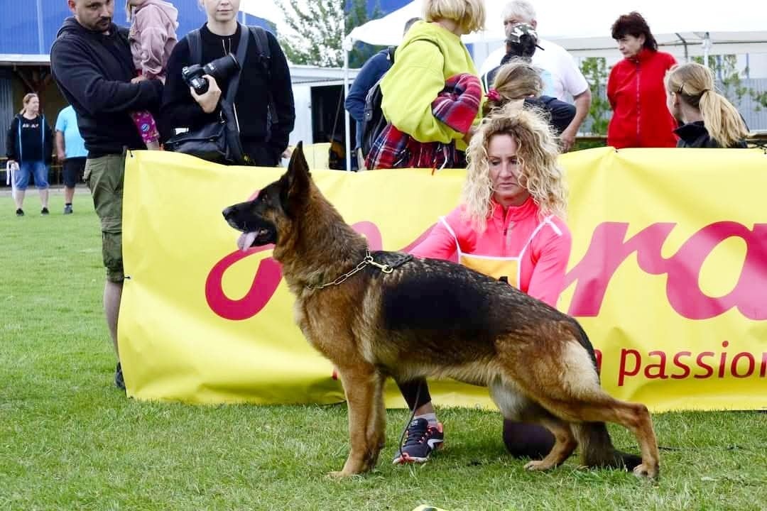 Nemecký ovčiak šteniatka - 5