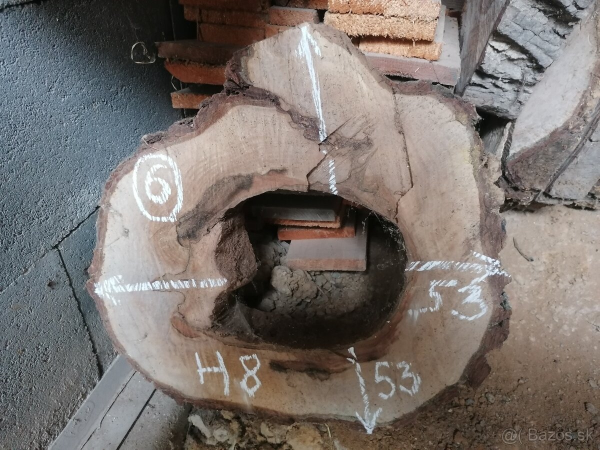 Orech - priečny rez - 5