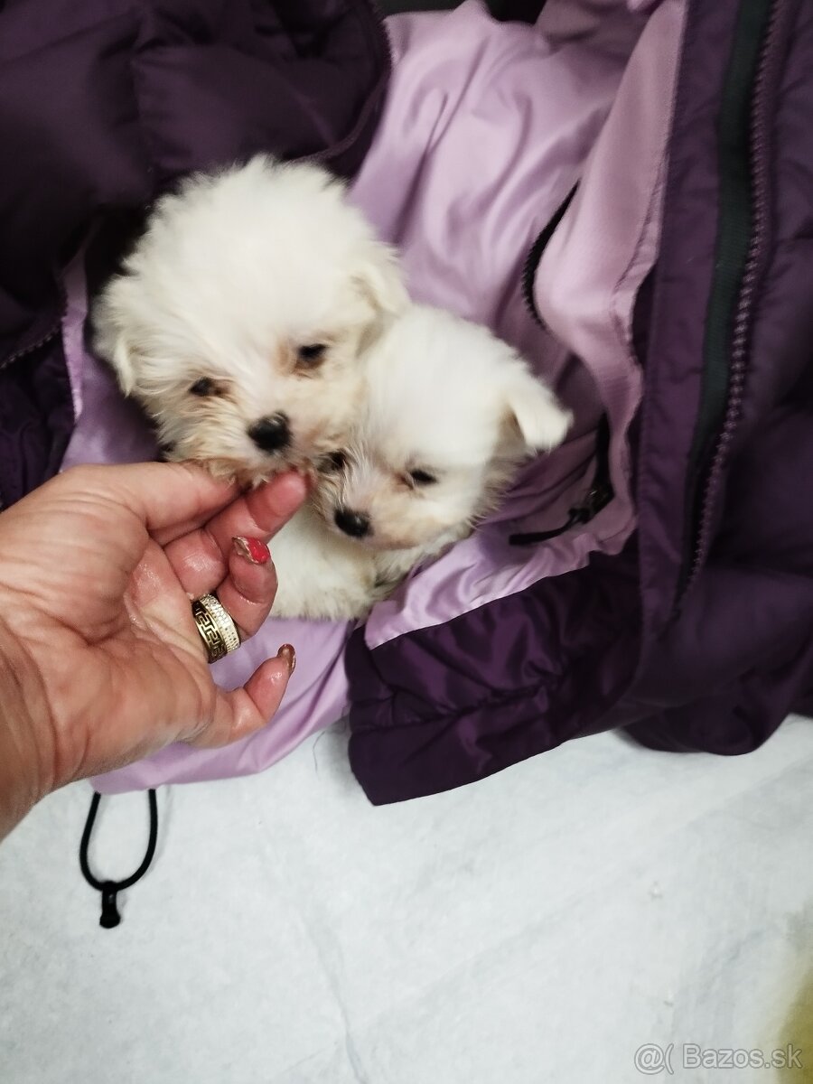 Mini maltezak šteniatka - 5