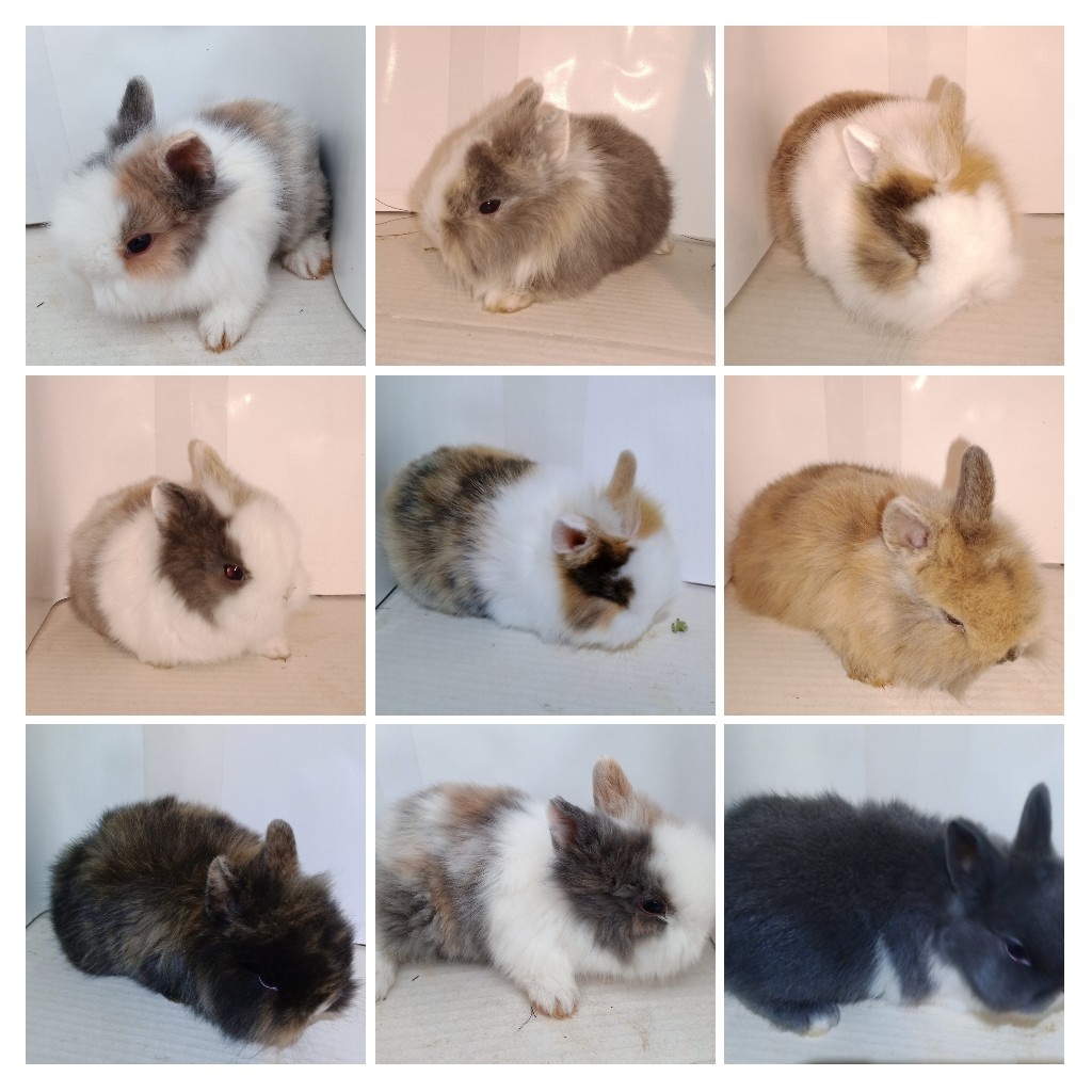 Zdrobnelý zakrslý králik - 5