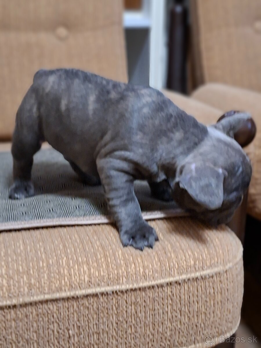 Francúzsky buldoček - 5