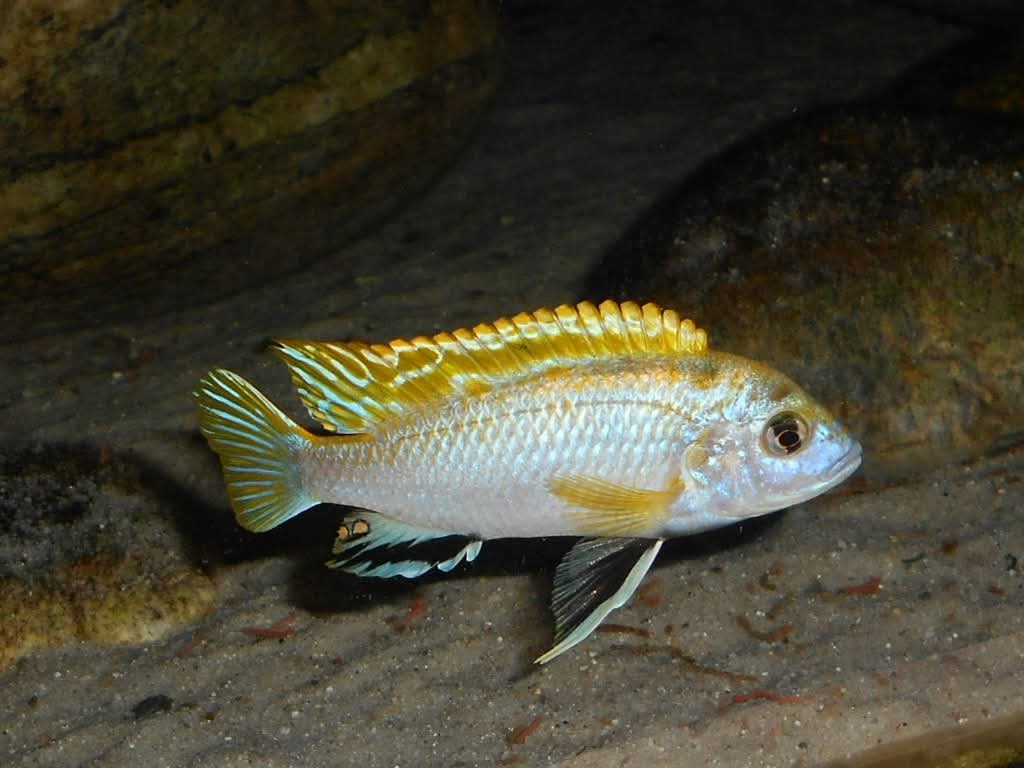 Africké cichlidy Malawi. - 5