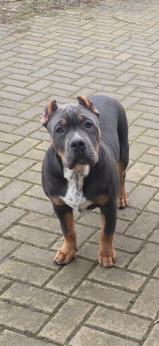 American bully xl - 5