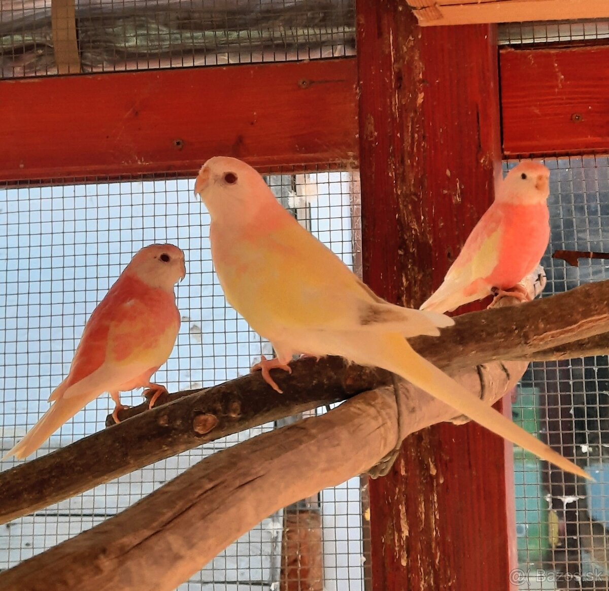 Neoféma bourkova - 5