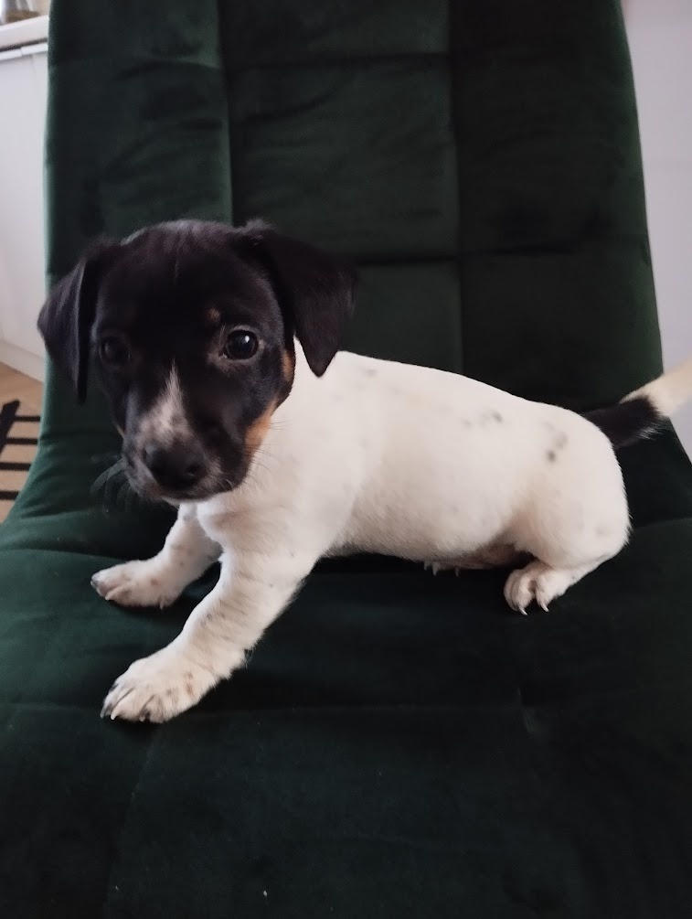 Jack Russel terier - 5