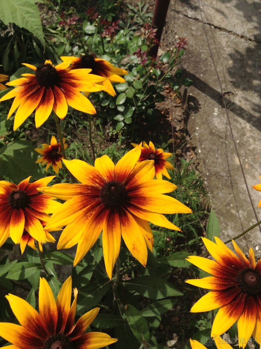 Rudbeckia srstnatá žltá - 5