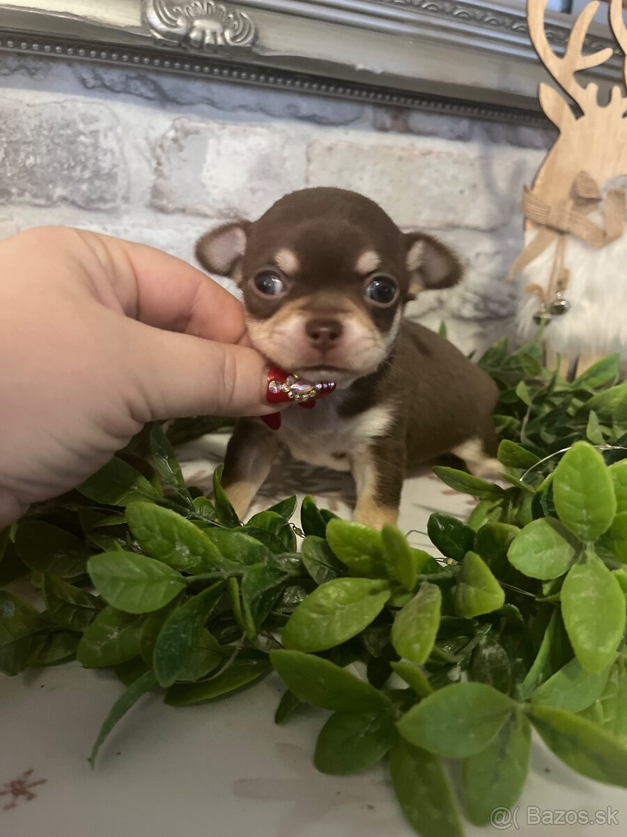 Čivava s PP FCI - 5