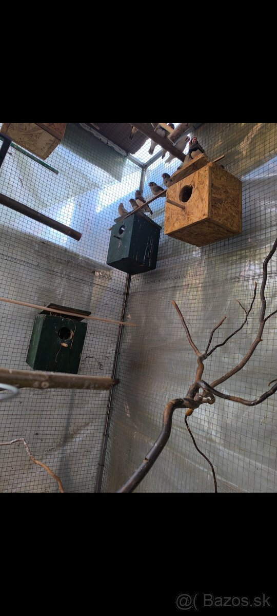 Zebričky - 5