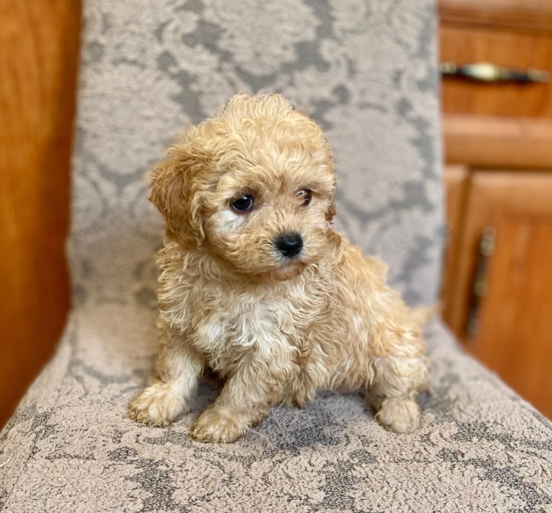 Maltipoo boys male - 5