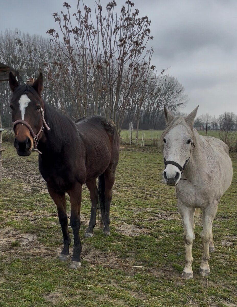 Arabsky plnokrvník - 5