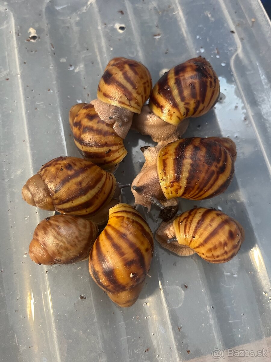 Africký slimák - 5