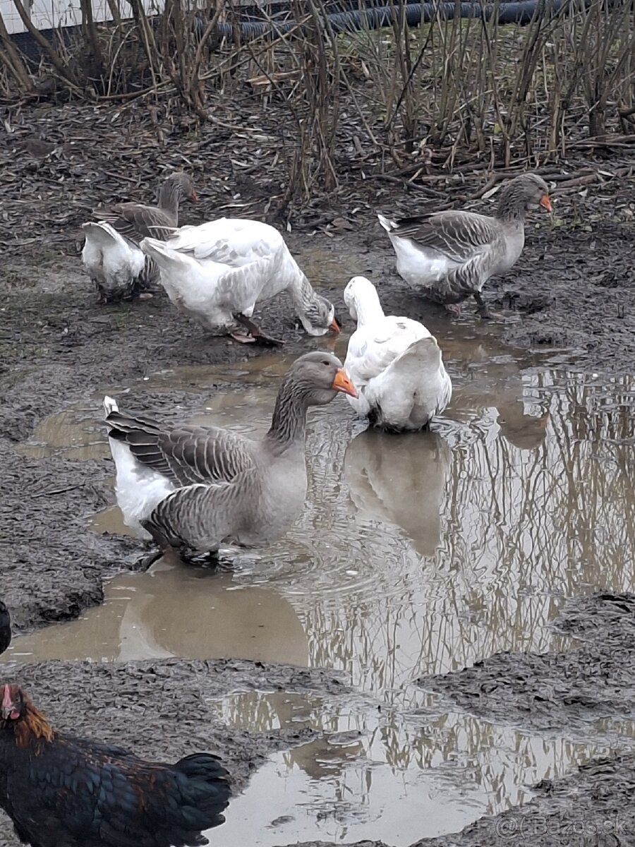Predám tulúzske husi a gunare - 5