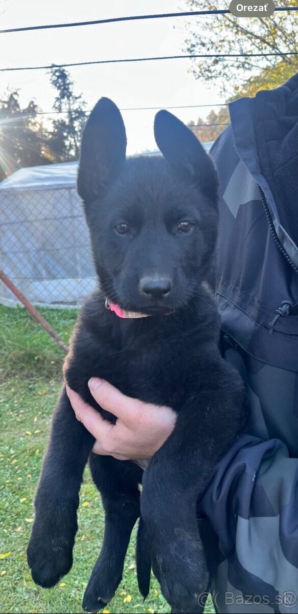 Nemecky ovčiak - 5