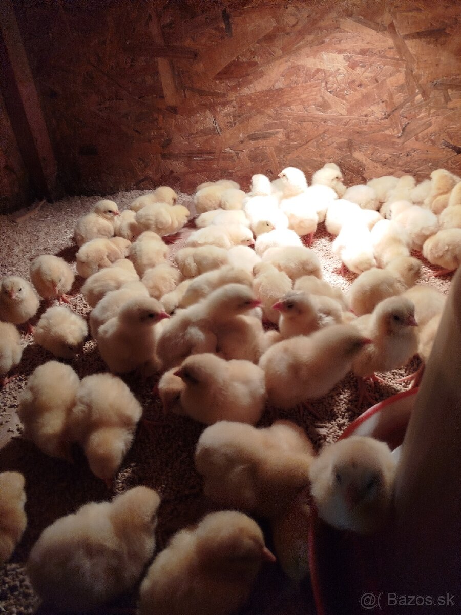 Brojlerove kuriatka - 5