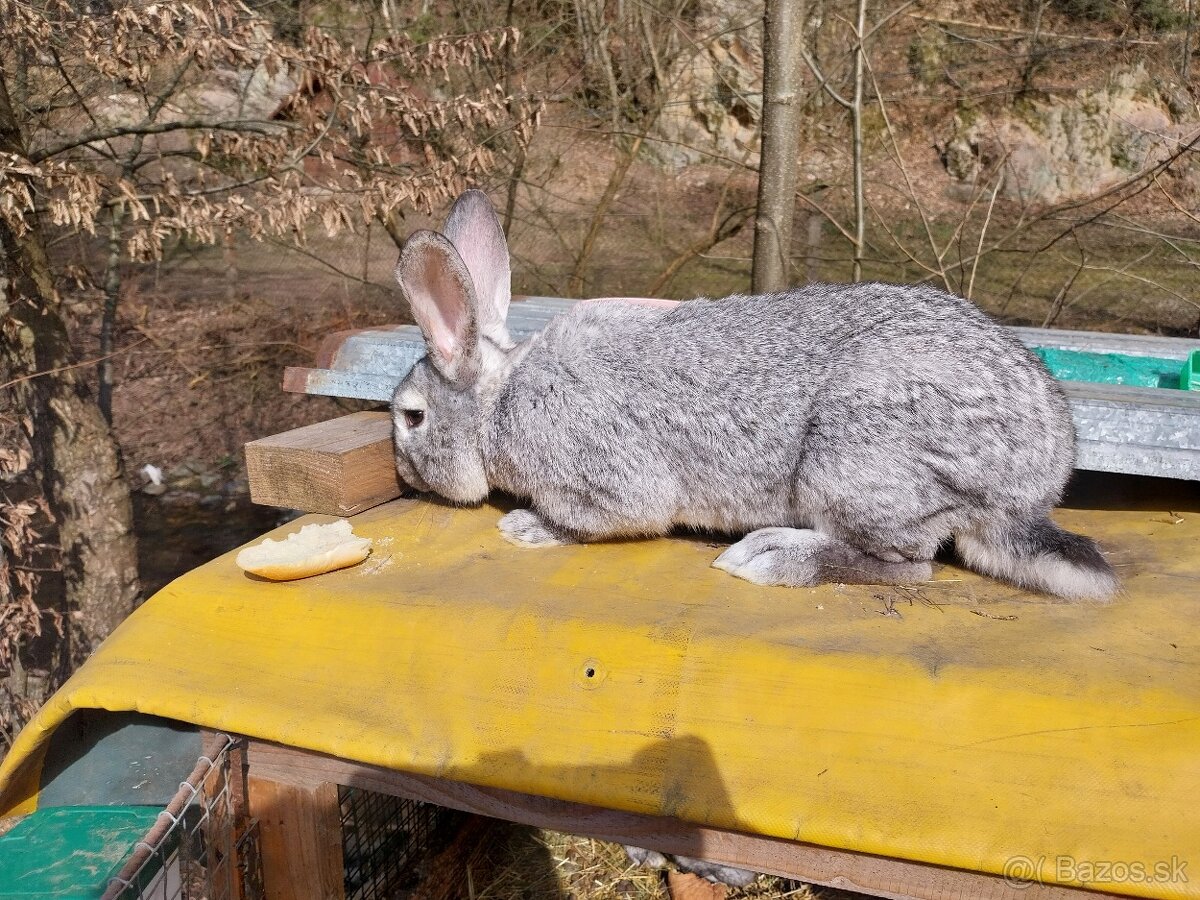 Predam králiky - 5