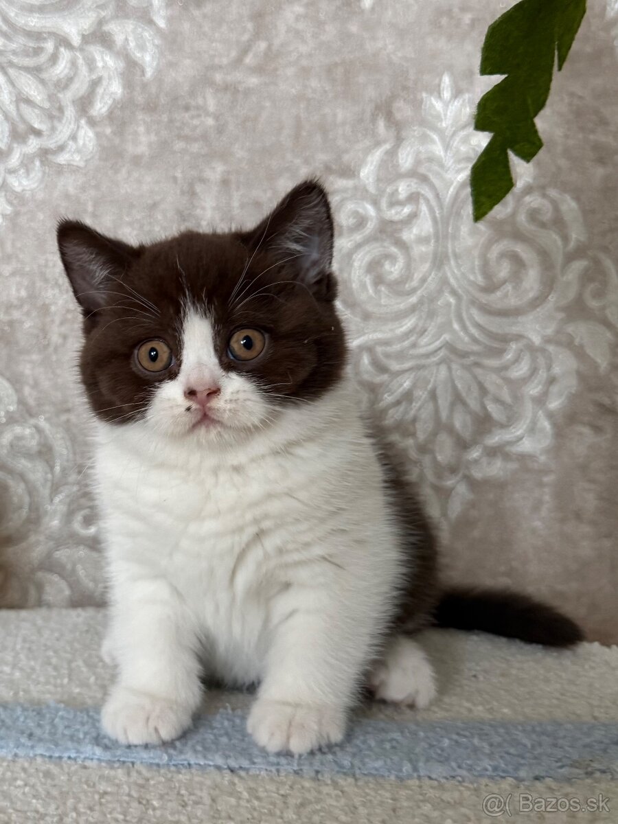 Britské mačiatka s PP - 5