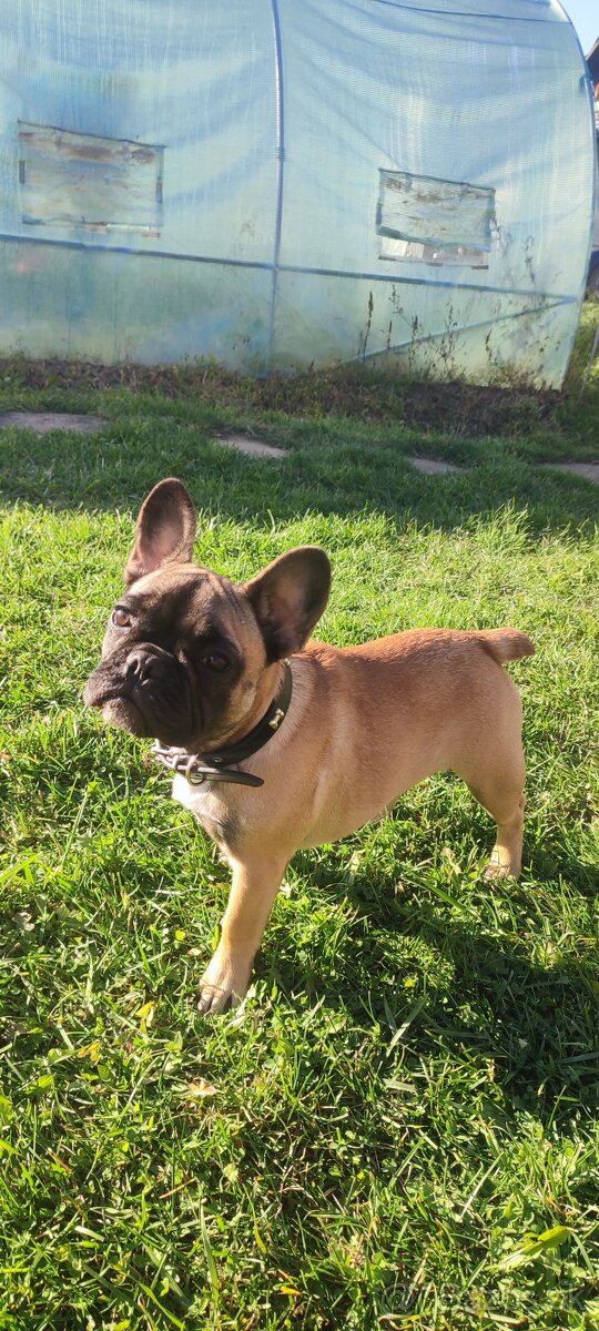 Francúzsky buldoček s PP - 5