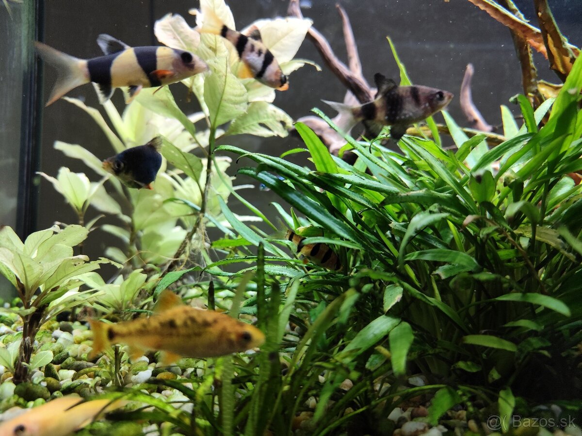 Predám akvárium - 5