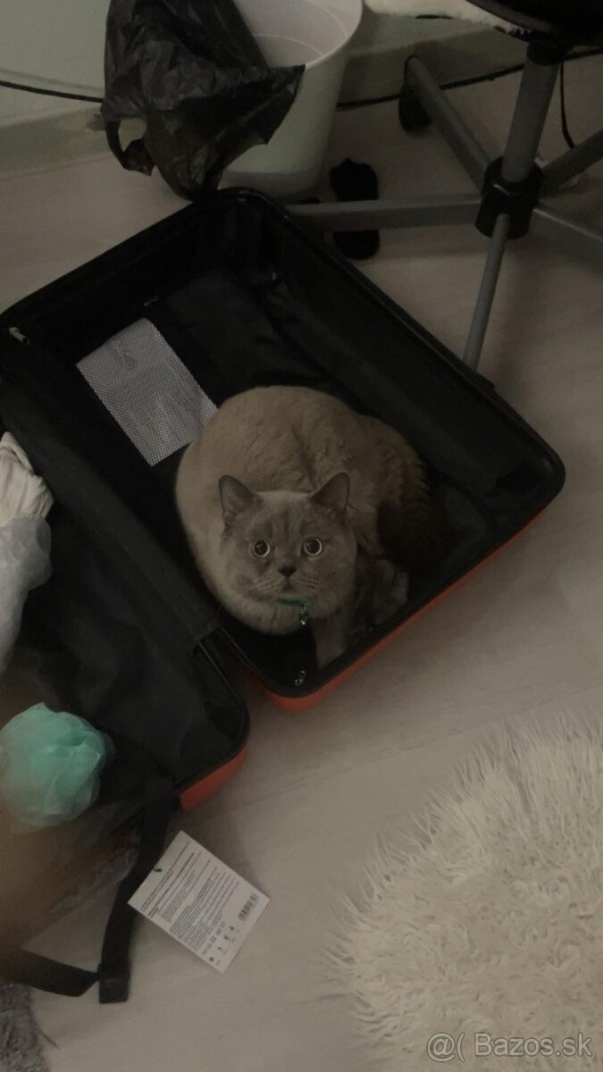 Krytie britský kocuri - 5