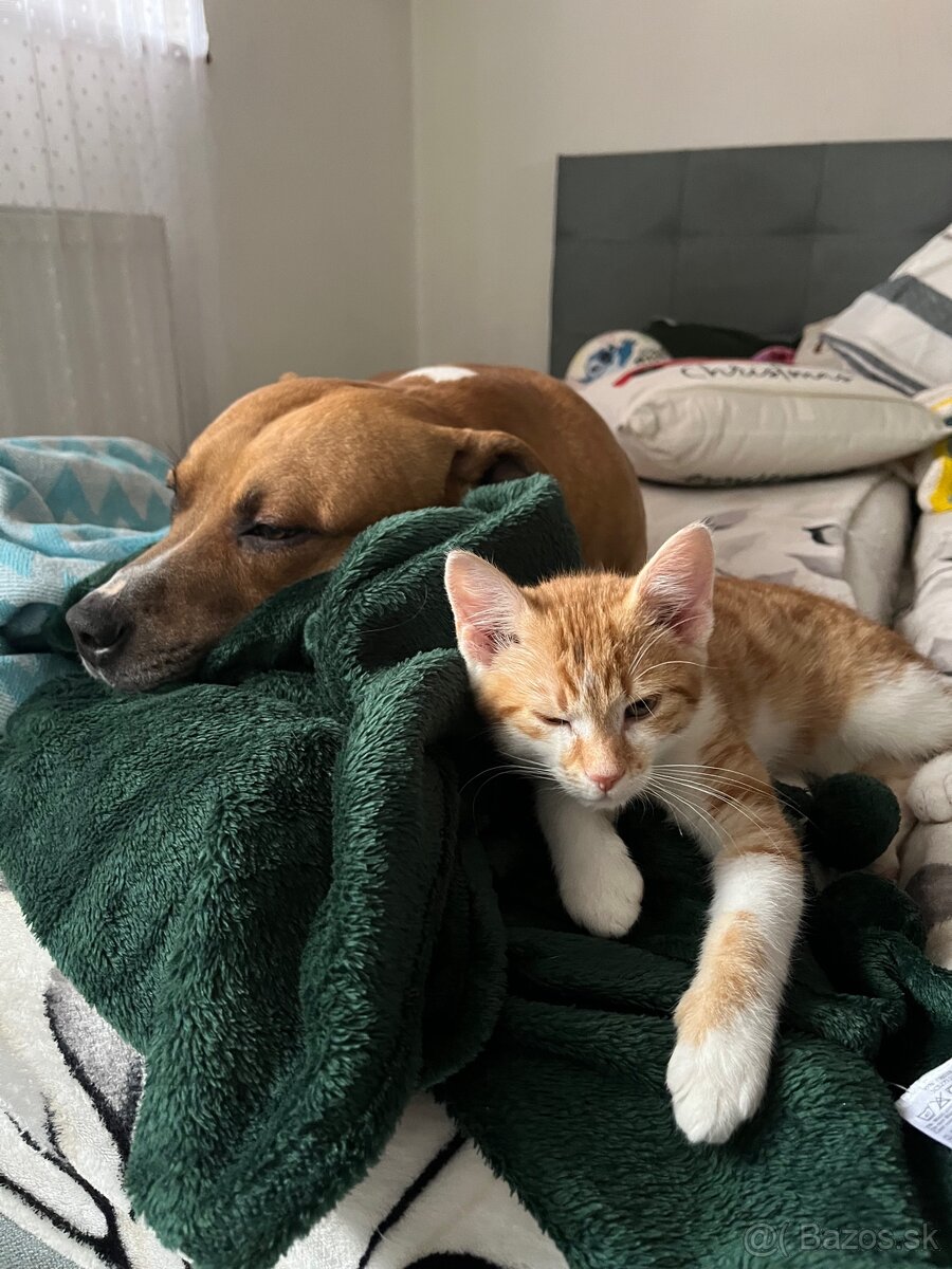 Darujeme staforda – LEN do dobrých rúk - 5