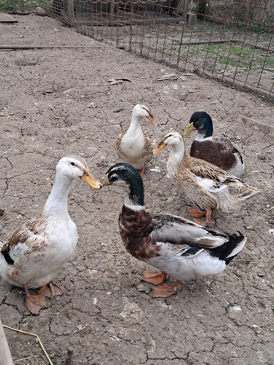 Nasadové vajíčka - 5