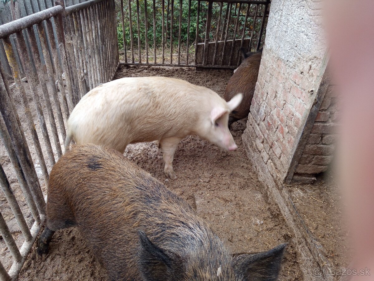 Durok prasa na zabitie 130kg - 5