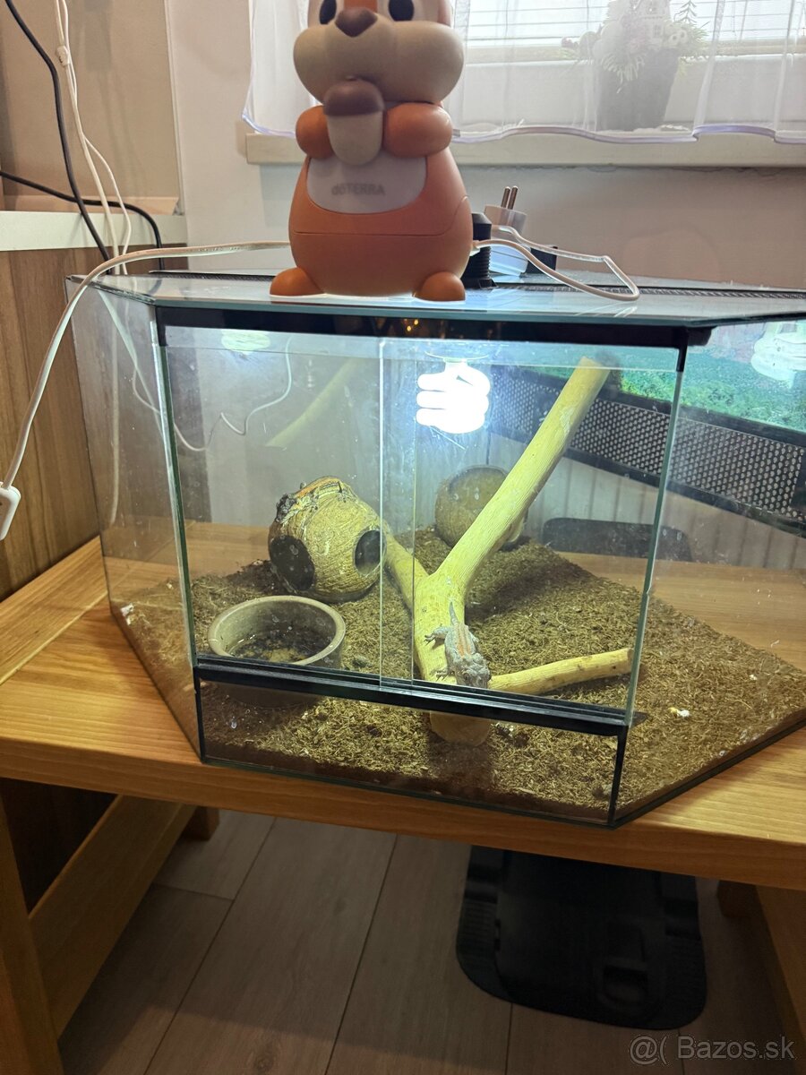Gekón 2x + terarium - 5