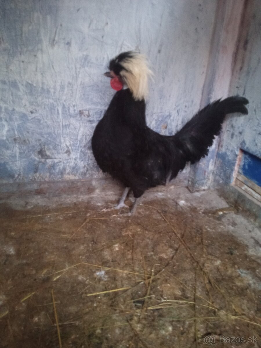 Kohút Holanďanka - 5