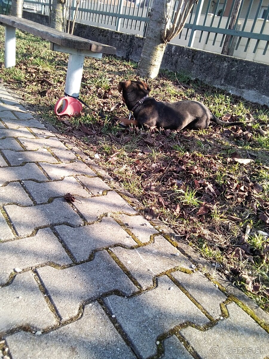 Darujem šteniatko psa - 5