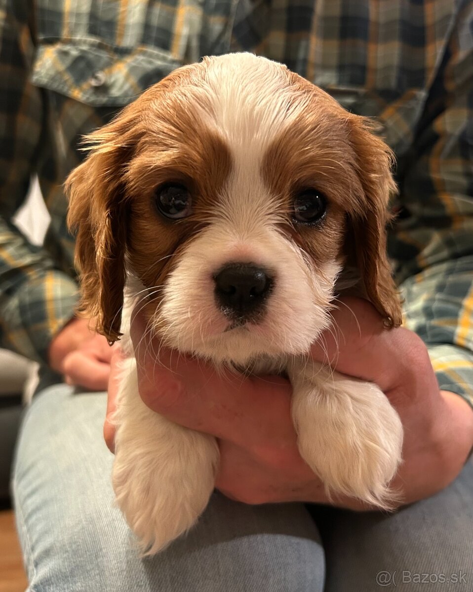 Cavalier king charles spaniel - 5
