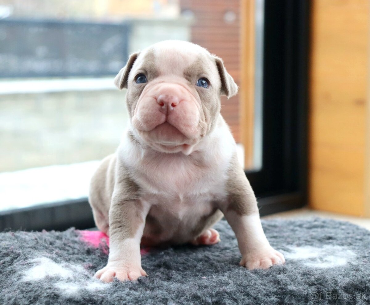 American bully - 5