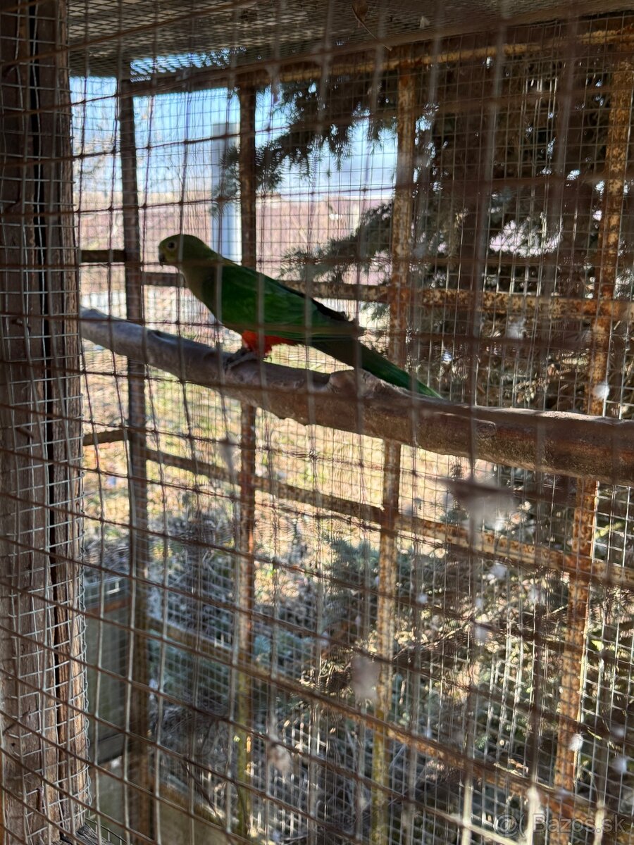 Penanty a papagáj kráľovský - 5
