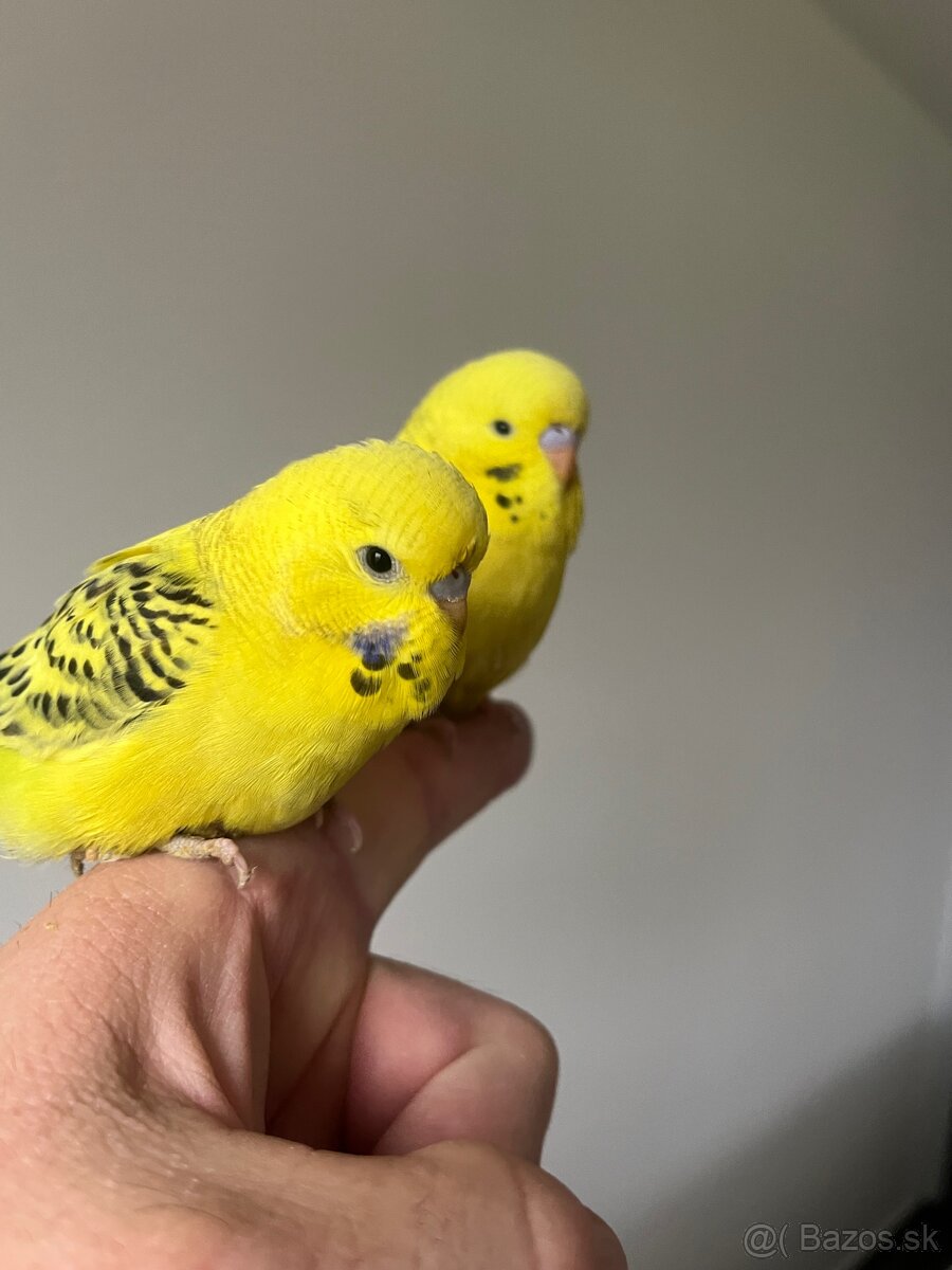 Andulka Maznačik - 5